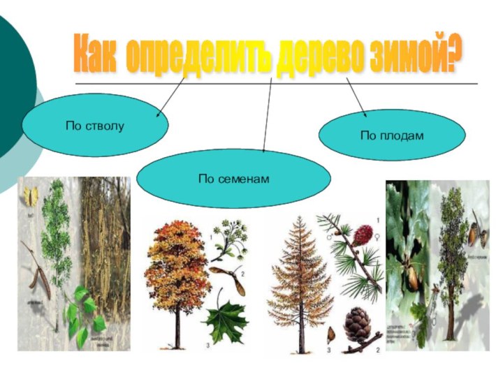 Как определить дерево зимой? По стволуПо семенамПо плодам