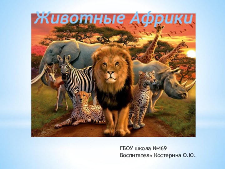 Животные Африки1650+15%ГБОУ школа №469 Воспитатель Костерина О.Ю.