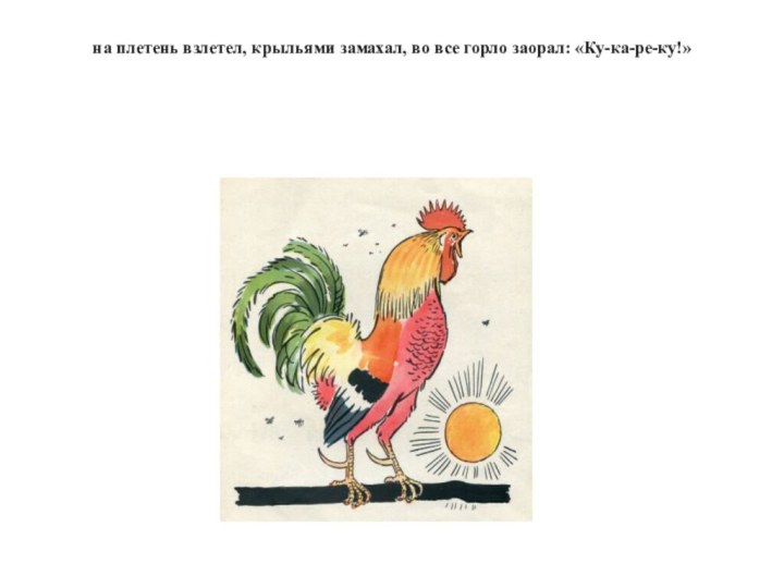 на плетень взлетел, крыльями замахал, во все горло заорал: «Ку-ка-ре-ку!»