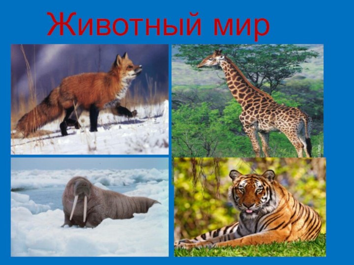 Животный мир