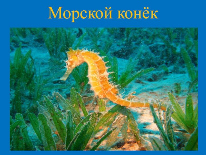 Морской конёк