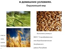 Презентация проектной работы.Выращивание пшеницы в домашних условиях. презентация к уроку по окружающему миру (4 класс) по теме