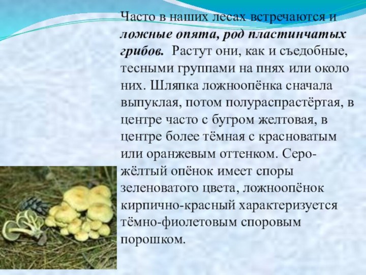 Часто в наших лесах встречаются и ложные опята, род пластинчатых грибов. Растут