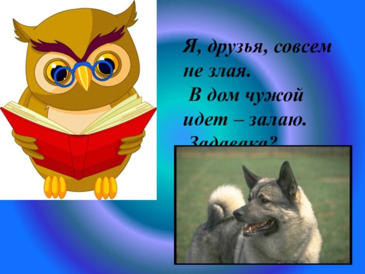 Я, друзья, совсем не злая. В дом чужой идет – залаю. Задавака?