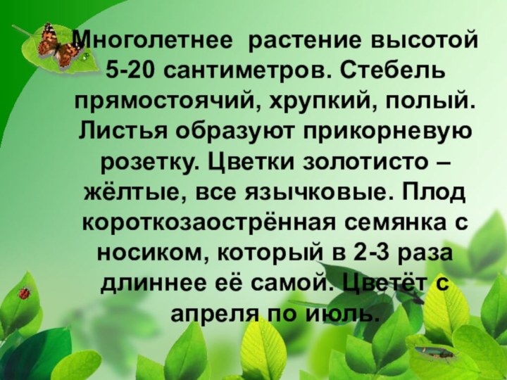 Многолетнее растение высотой 5-20 сантиметров. Стебель прямостоячий, хрупкий, полый. Листья образуют прикорневую