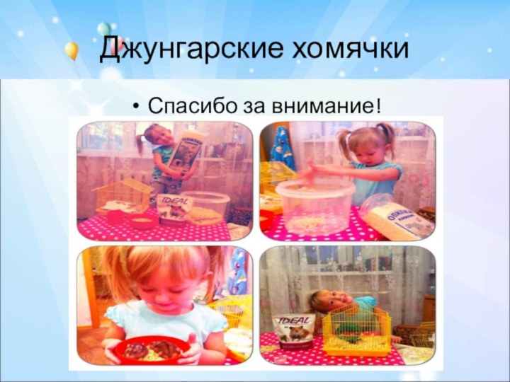 Джунгарские хомячкиСпасибо за внимание!