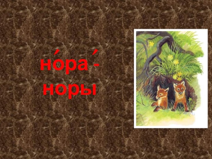 нора - норы