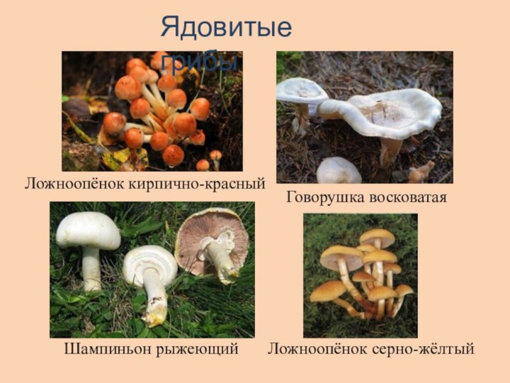 Ядовитые грибы Ложноопёнок кирпично-красныйШампиньон рыжеющийГоворушка восковатаяЛожноопёнок серно-жёлтый