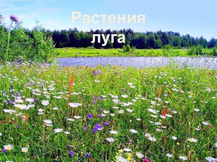 Растения луга