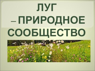 Луг-природное сообщество. презентация к уроку по окружающему миру (4 класс)