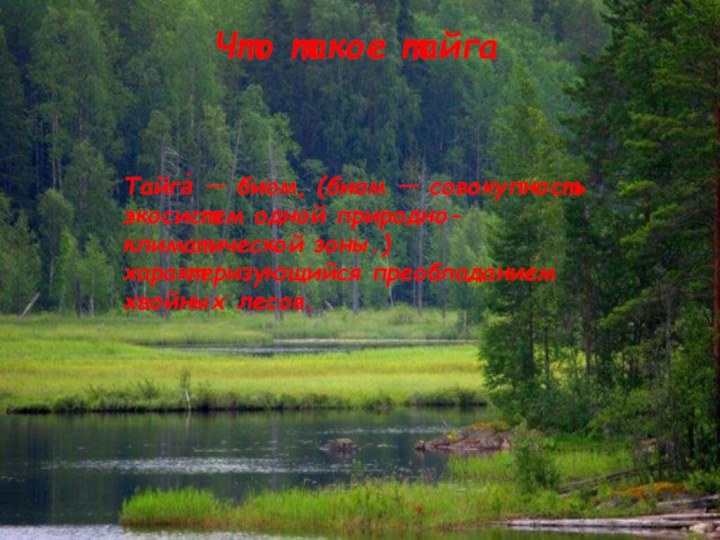 Что такое тайгаТайга́ — биом, (биом — совокупность экосистем одной природно-климатической зоны.) характеризующийся преобладанием хвойных лесов.