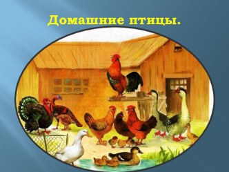 Домашние птицы презентация к уроку по окружающему миру (младшая группа)