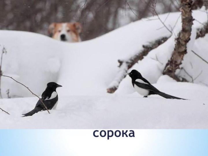 сорока