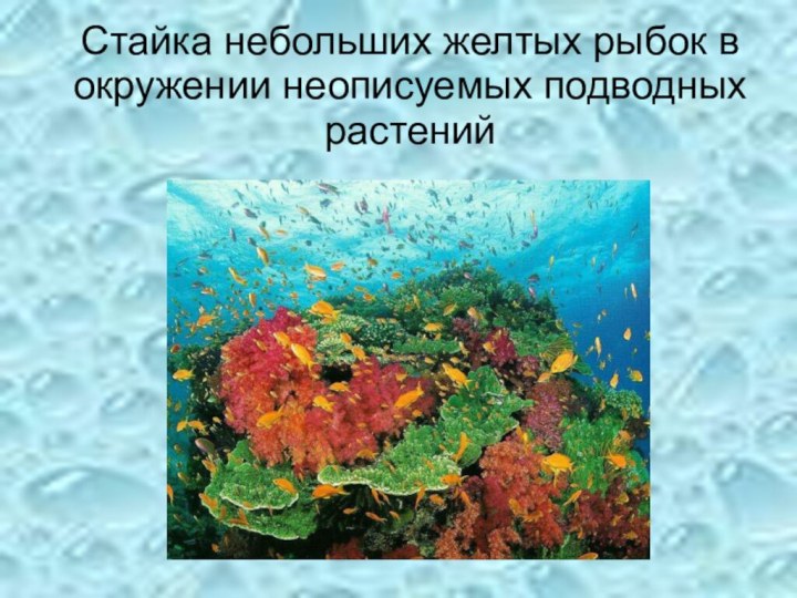 Стайка небольших желтых рыбок в окружении неописуемых подводных растений