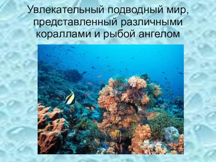 Увлекательный подводный мир, представленный различными кораллами и рыбой ангелом
