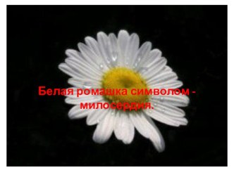 Тема: Акция – Белая ромашка. презентация к занятию (подготовительная группа) по теме