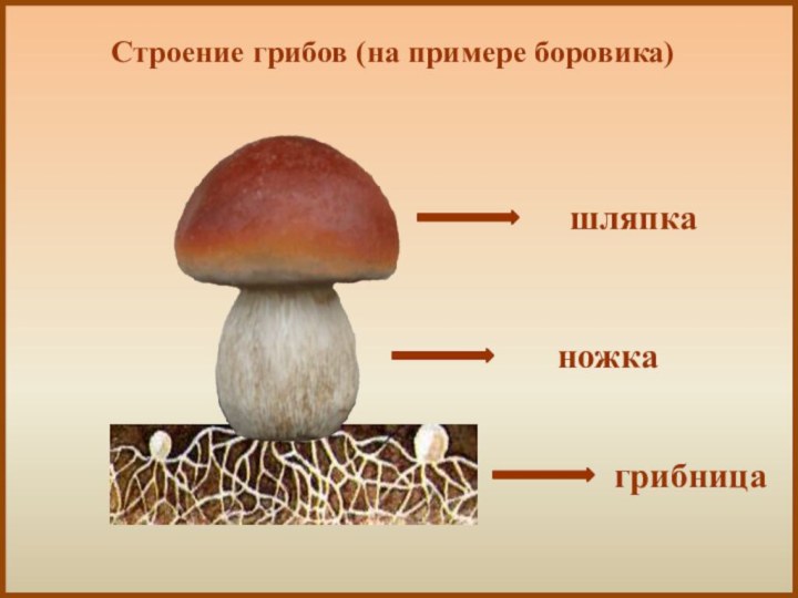 Строение грибов (на примере боровика)шляпканожкагрибница