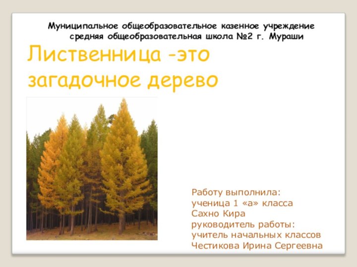 Лиственница -это загадочное дерево Работу выполнила:ученица 1 «а» классаСахно Кираруководитель работы:учитель начальных