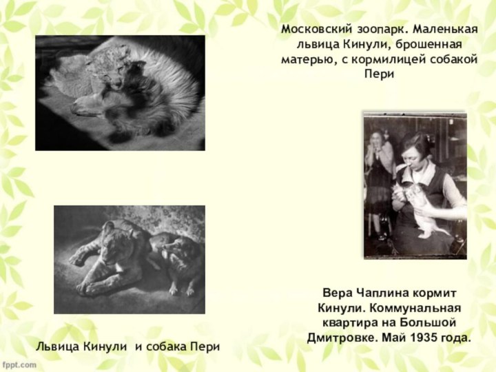 Московский зоопарк. Маленькая львица Кинули, брошенная матерью, с кормилицей собакой Пери  Вера