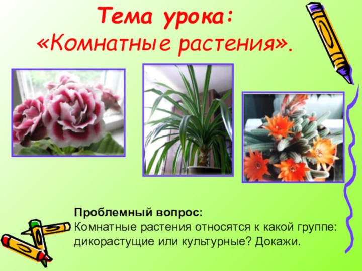 Тема урока: «Комнатные растения».Проблемный вопрос:Комнатные растения относятся к какой группе: дикорастущие или культурные? Докажи.