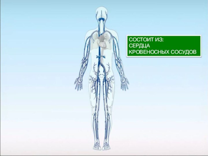 СОСТОИТ ИЗ:СЕРДЦАКРОВЕНОСНЫХ СОСУДОВ