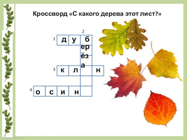 Кроссворд «С какого дерева этот лист?»1234д  у   берёза к