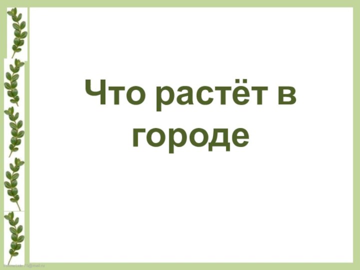 Что растёт в городе