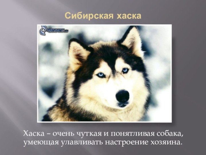 Сибирская хаска Хаска – очень чуткая и понятливая собака, умеющая улавливать настроение хозяина.