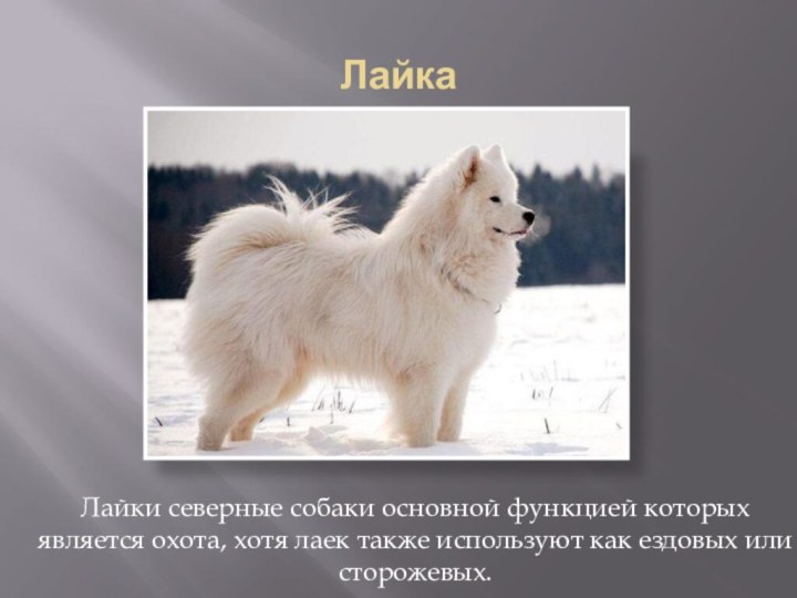 ЛайкаЛайки северные собаки основной функцией которых является охота, хотя лаек также используют как ездовых или сторожевых. 