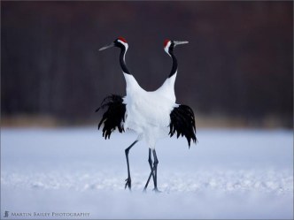 Литературная страница Птицы методическая разработка (чтение, 2 класс) по теме