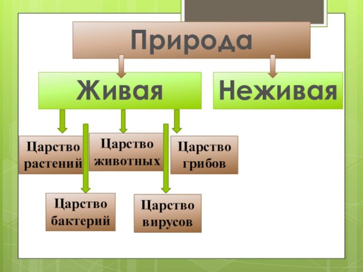 ПриродаЖиваяНеживаяЦарстворастенийЦарствоживотныхЦарство грибовЦарство бактерийЦарство вирусов