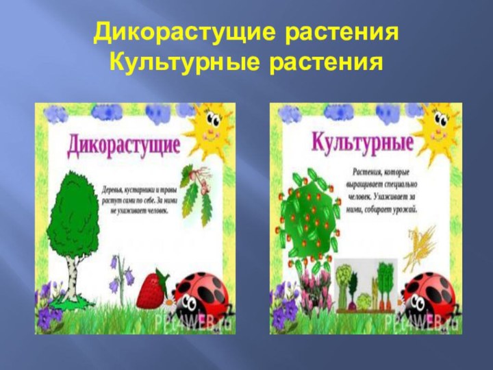 Дикорастущие растения Культурные растения