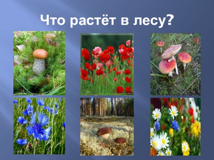 Что растёт в лесу?