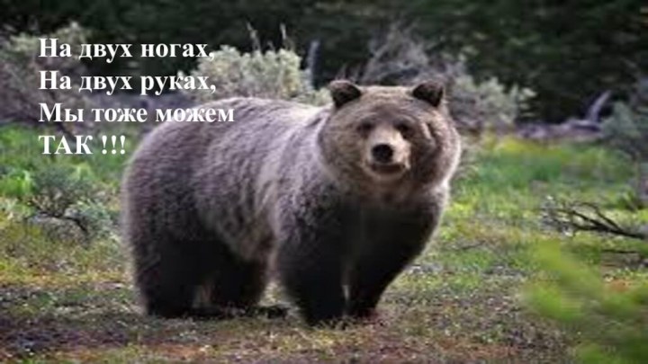 На двух ногах,На двух руках,Мы тоже можем ТАК !!!