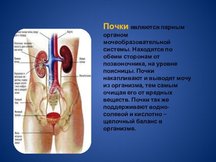 Почка, правая. Вид сзади. Часть почечной ткани в области ворот удалена.