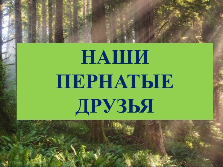 НАШИ ПЕРНАТЫЕ ДРУЗЬЯ