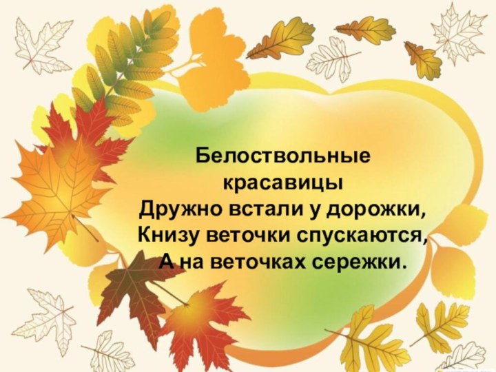 Белоствольные красавицы Дружно встали у дорожки, Книзу веточки спускаются, А на веточках сережки.