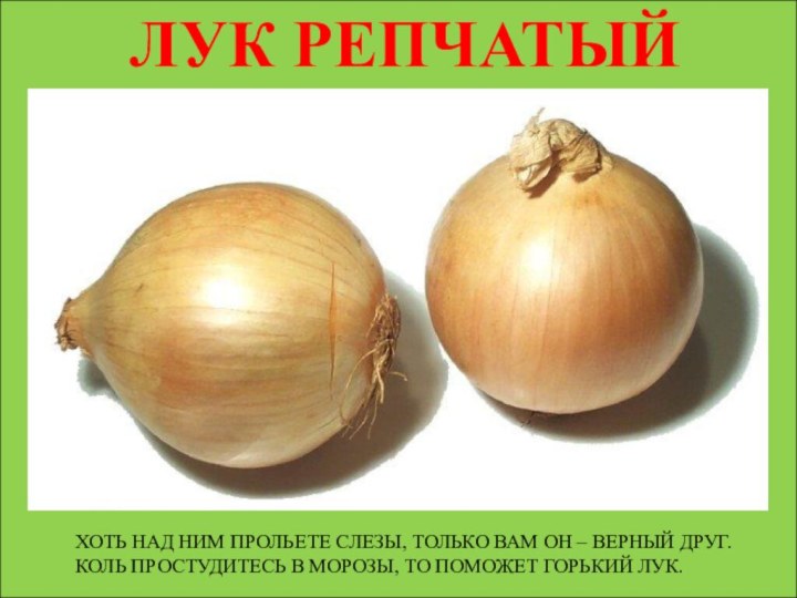 ЛУК РЕПЧАТЫЙХОТЬ НАД НИМ ПРОЛЬЕТЕ СЛЕЗЫ, ТОЛЬКО ВАМ ОН – ВЕРНЫЙ ДРУГ.КОЛЬ