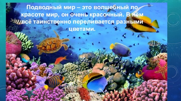 Подводный мир – это волшебный по красоте мир, он очень красочный. В