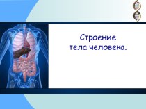 Строение человека презентация урока для интерактивной доски по окружающему миру (2 класс)