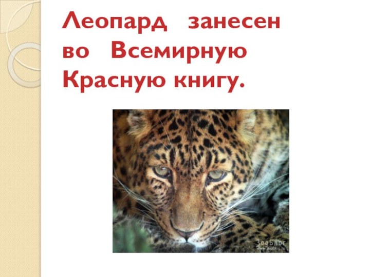 Леопард  занесен  во  Всемирную Красную книгу.