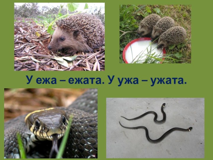 У ежа – ежата. У ужа – ужата.