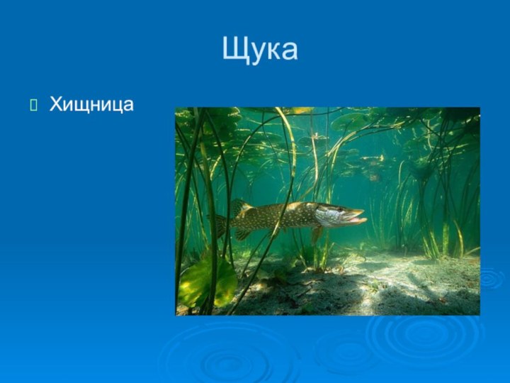 Щука Хищница