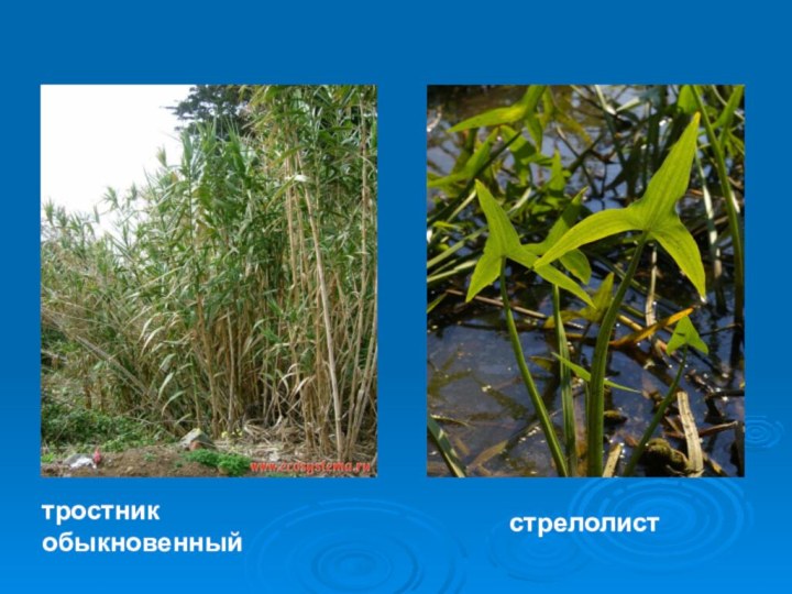 тростник обыкновенныйстрелолист