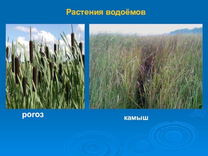 Растения водоёмоврогозкамыш