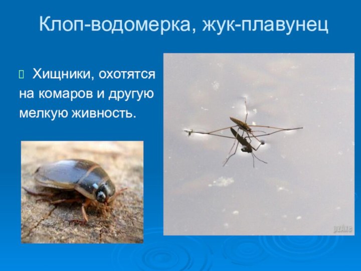 Клоп-водомерка, жук-плавунецХищники, охотятсяна комаров и другуюмелкую живность.