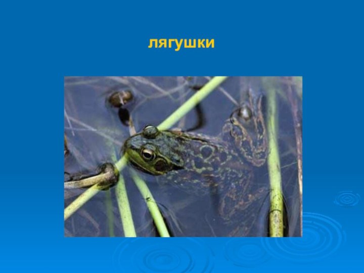 лягушки