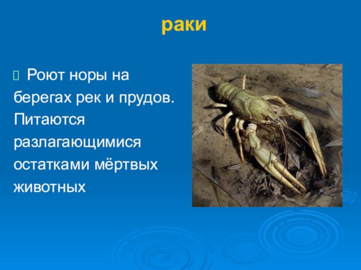 ракиРоют норы наберегах рек и прудов.Питаются разлагающимисяостатками мёртвыхживотных
