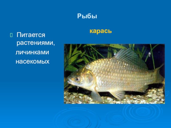 Рыбы Питается растениями,  личинками  насекомыхкарась
