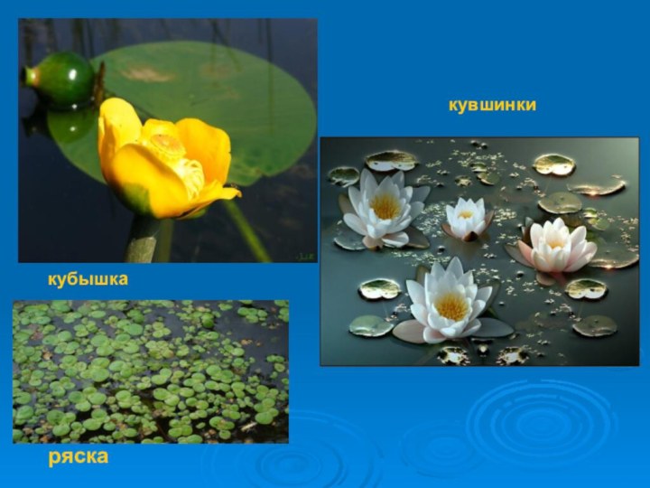 кубышкакувшинкиряска